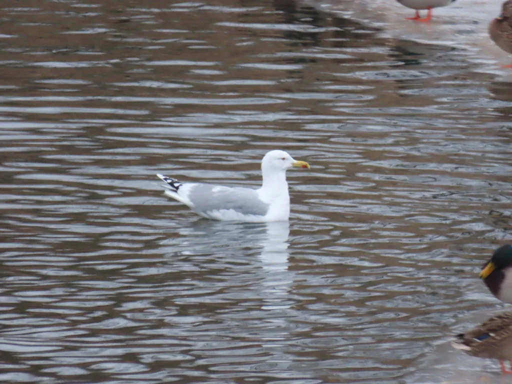 银鸥(Larus argentatus)