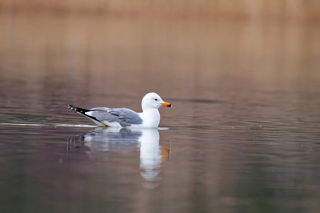 亚美尼亚鸥(Larus armenicus)
