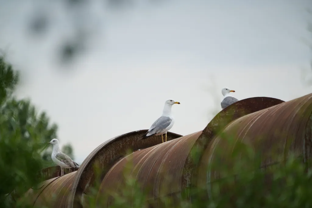 亚美尼亚鸥(Larus armenicus)