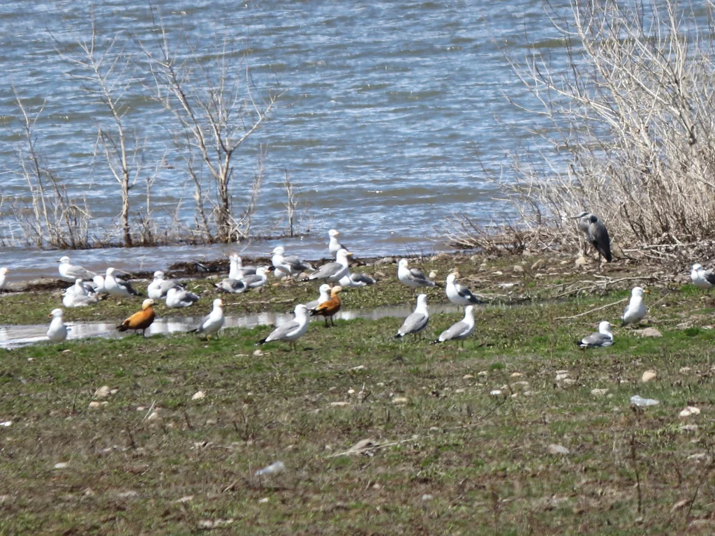 亚美尼亚鸥(Larus armenicus)