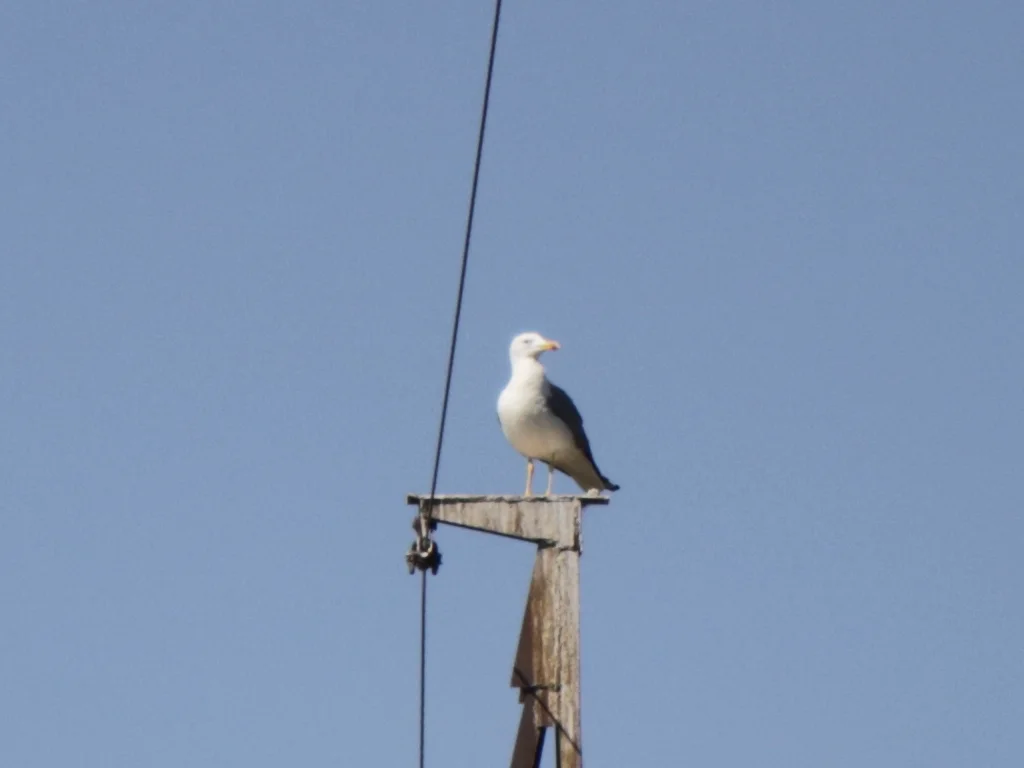 亚美尼亚鸥(Larus armenicus)