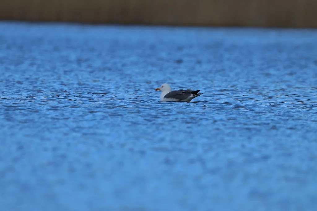 亚美尼亚鸥(Larus armenicus)