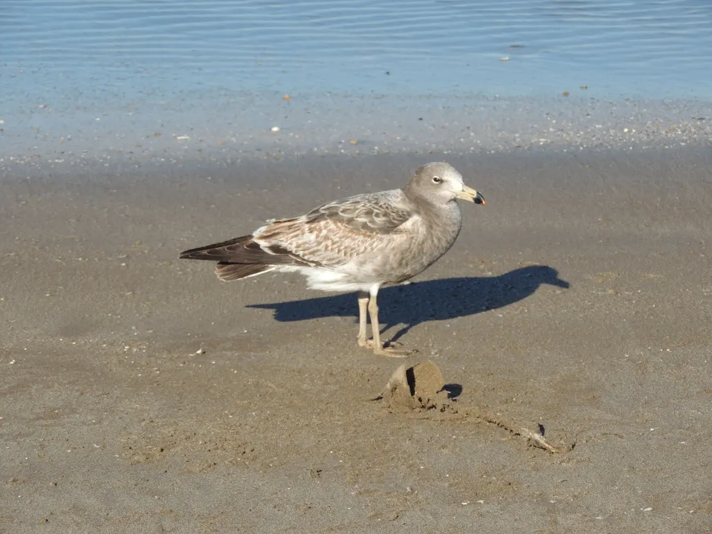 大西洋鸥（Larus atlanticus）
