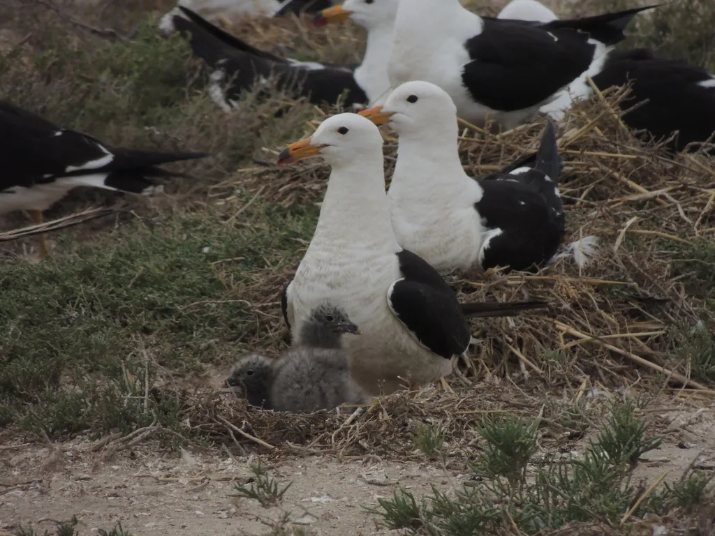 大西洋鸥（Larus atlanticus）
