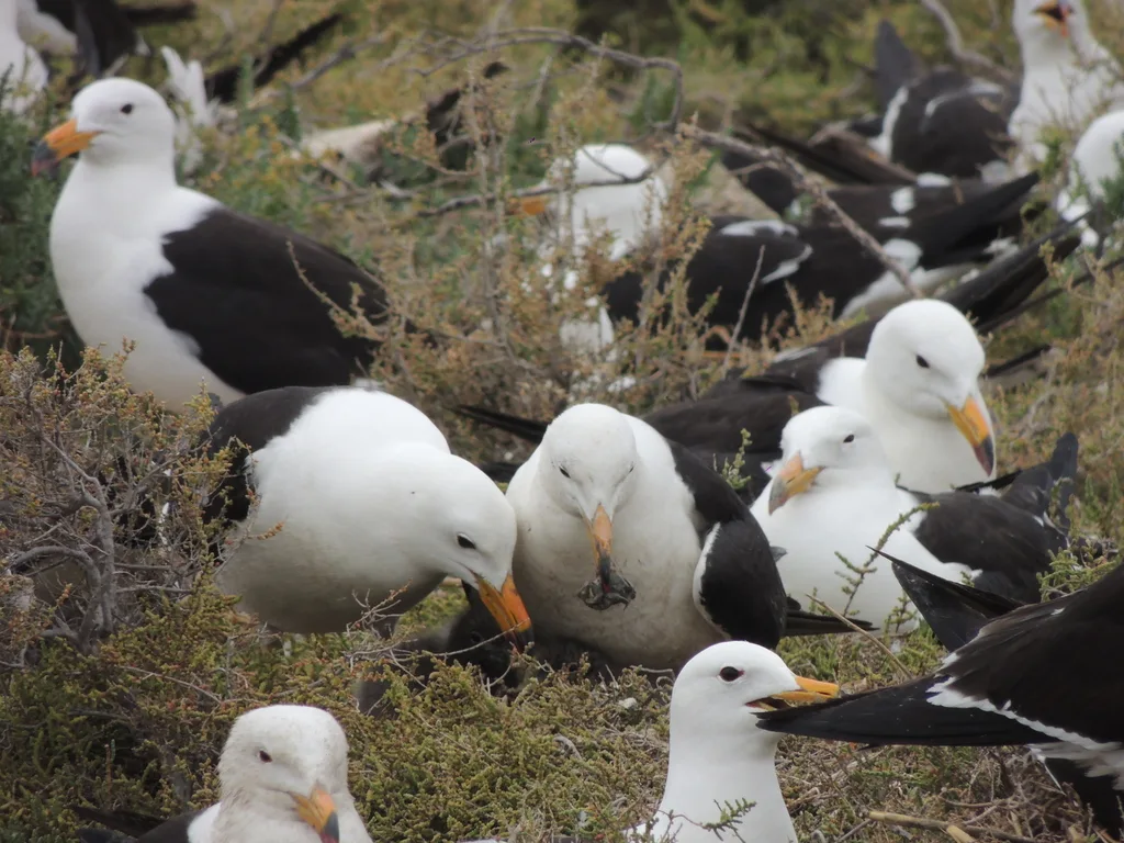 大西洋鸥（Larus atlanticus）
