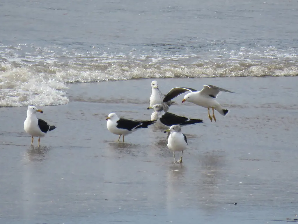 大西洋鸥（Larus atlanticus）