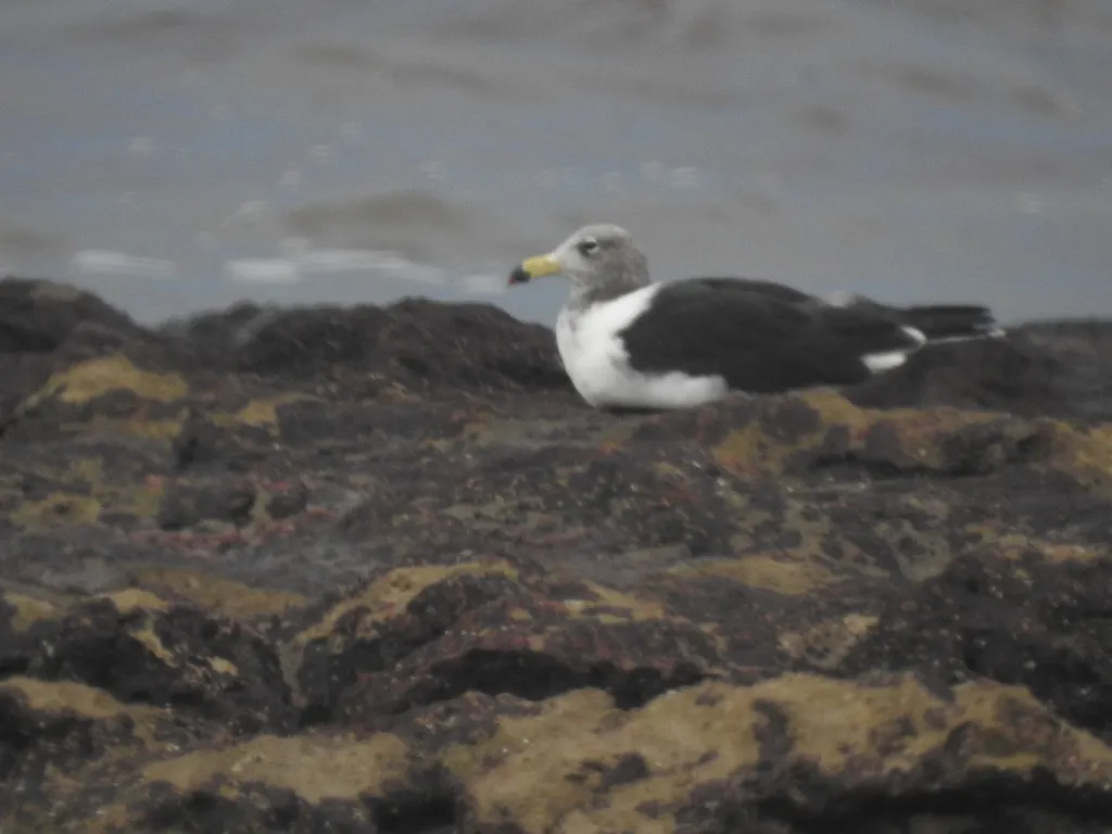 大西洋鸥（Larus atlanticus）