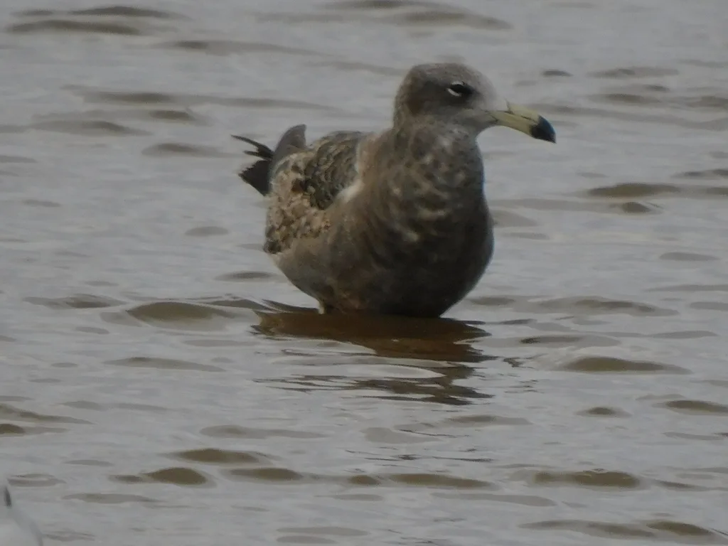 大西洋鸥（Larus atlanticus）