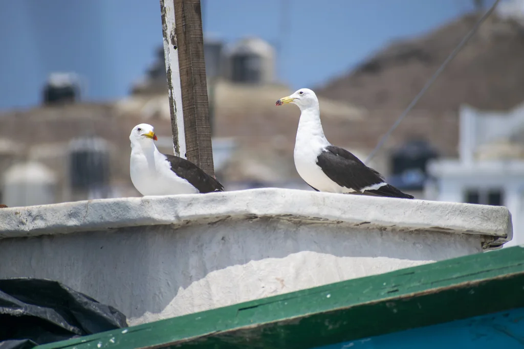 斑尾鸥(Larus belcheri)