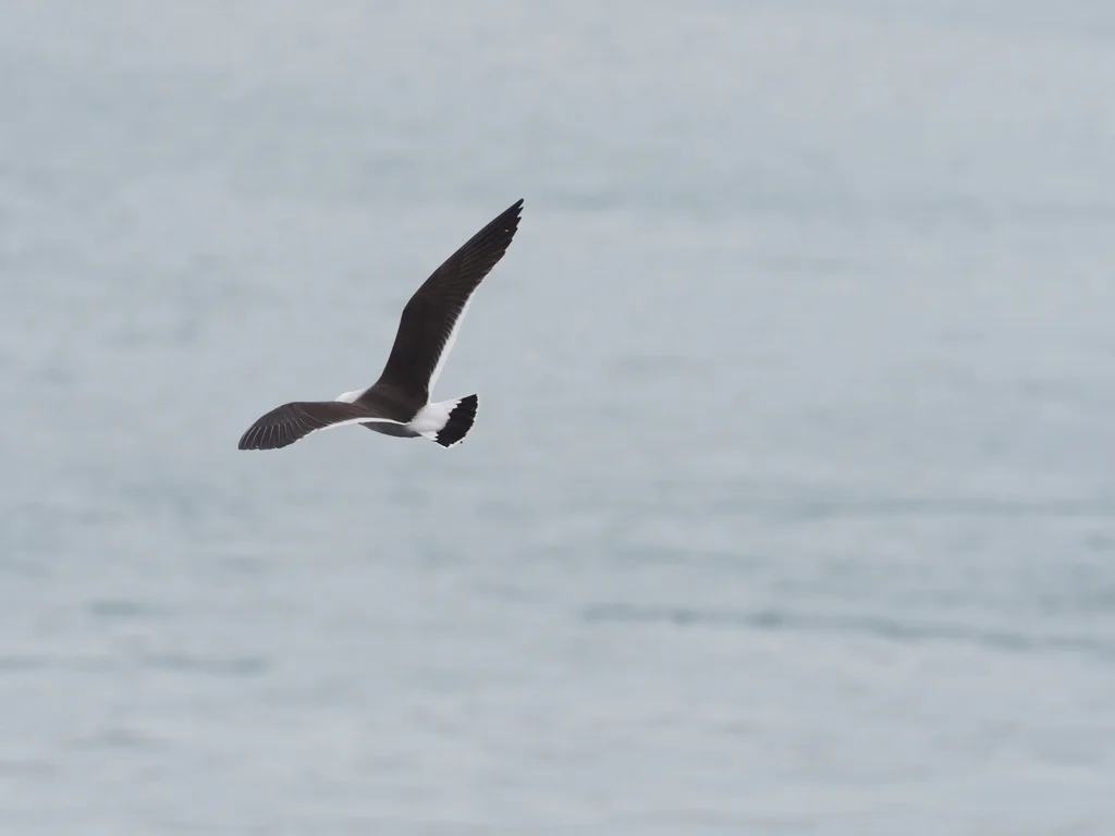 斑尾鸥(Larus belcheri)