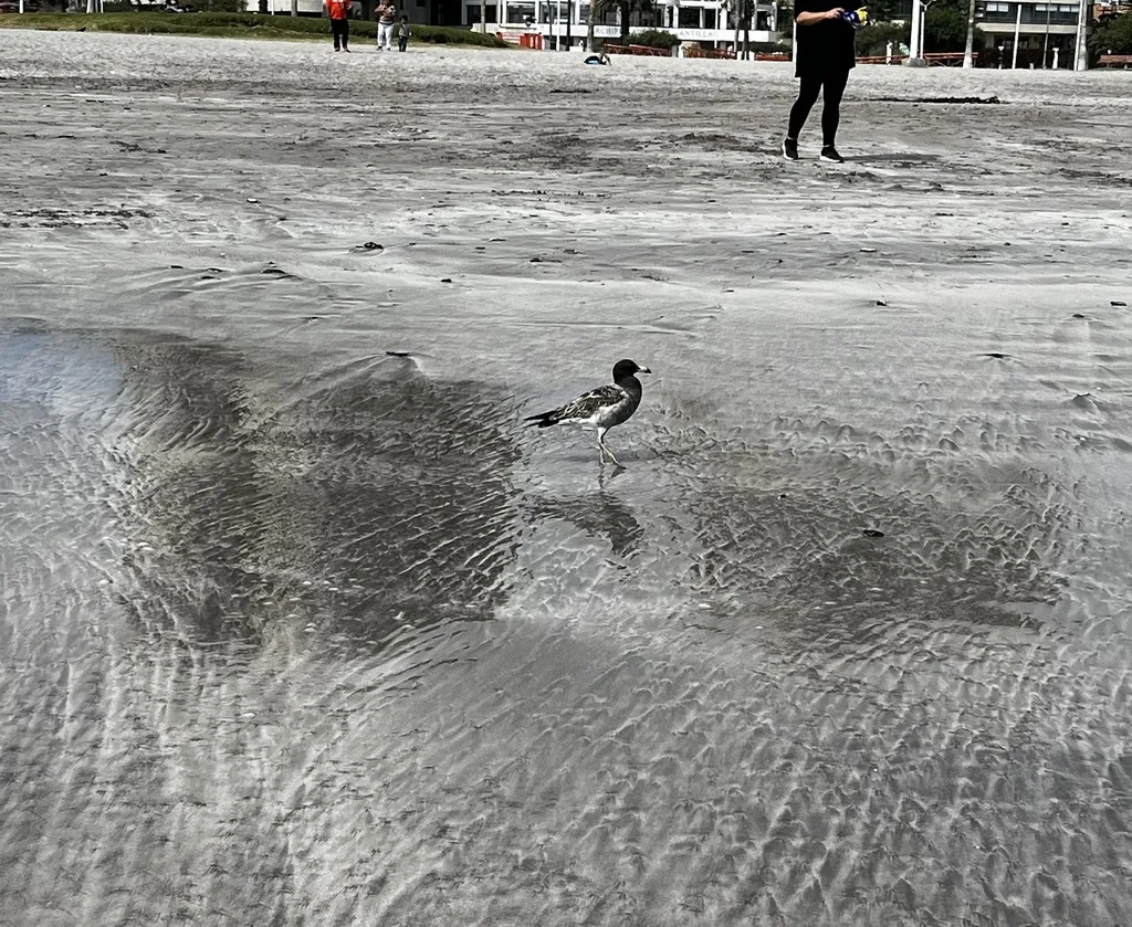 斑尾鸥(Larus belcheri)