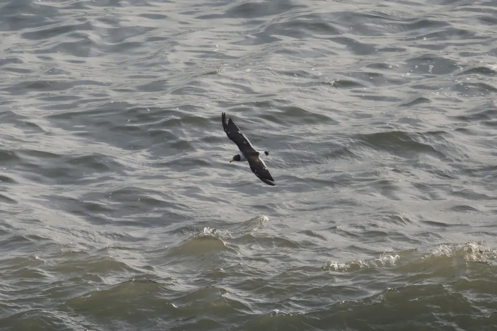 斑尾鸥(Larus belcheri)