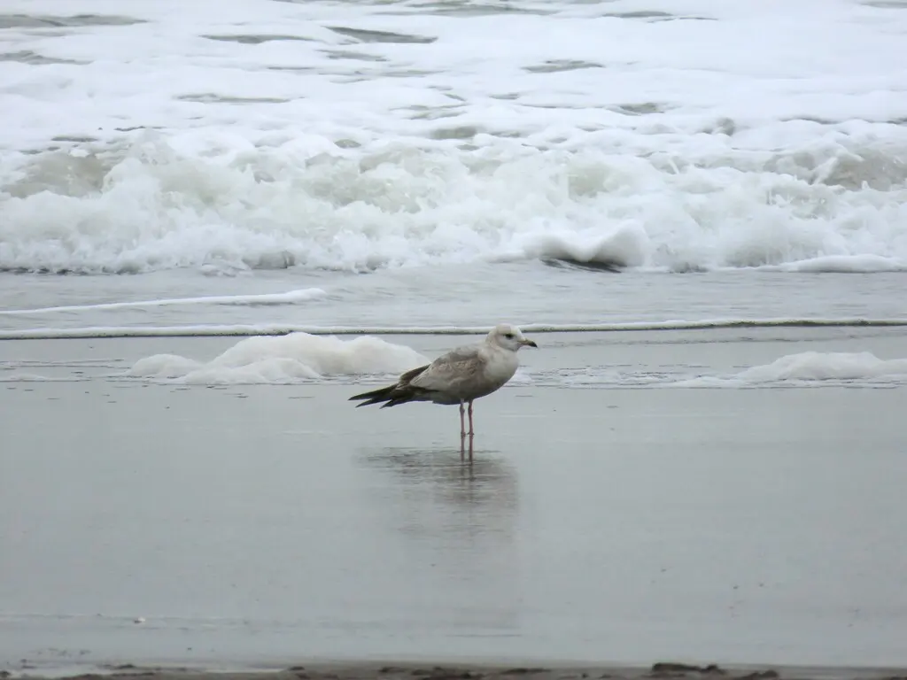 美洲海鸥(Larus brachyrhynchus)