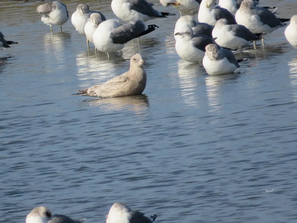 美洲海鸥(Larus brachyrhynchus)