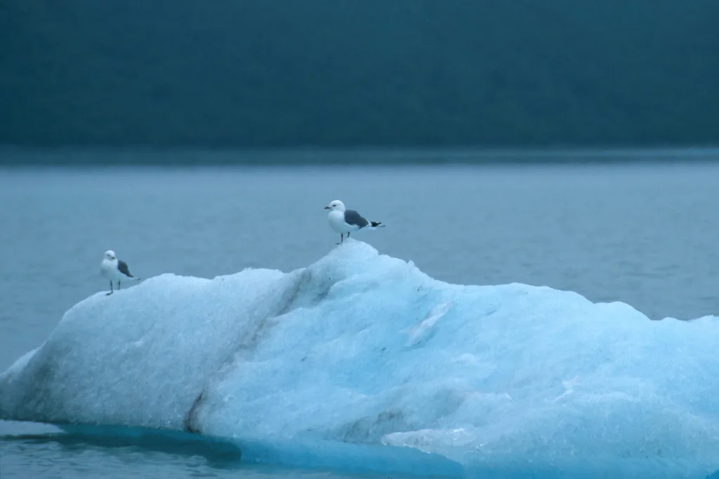 美洲海鸥(Larus brachyrhynchus)