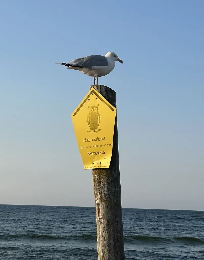 里海银鸥(Larus cachinnans)