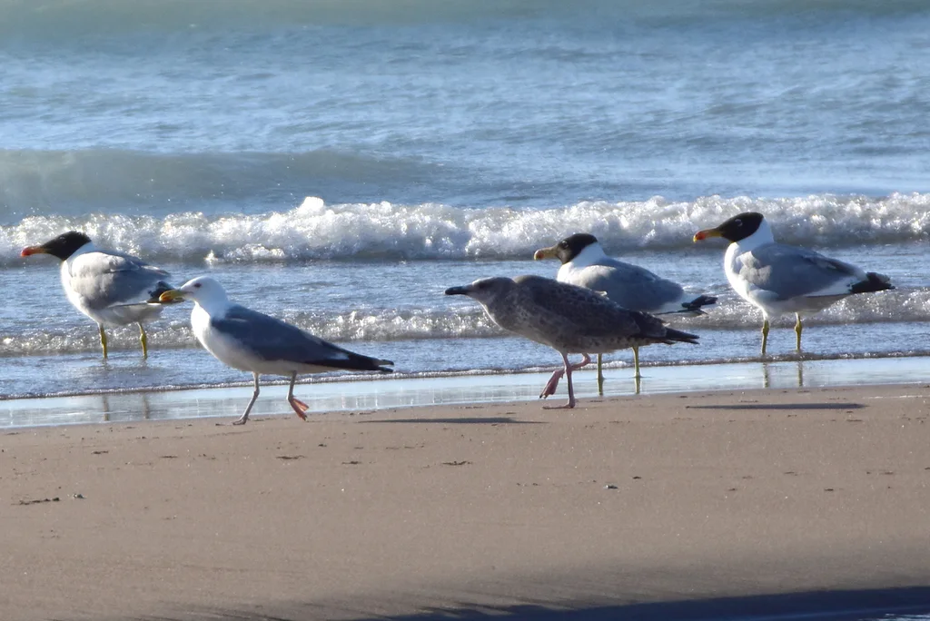 里海银鸥(Larus cachinnans)