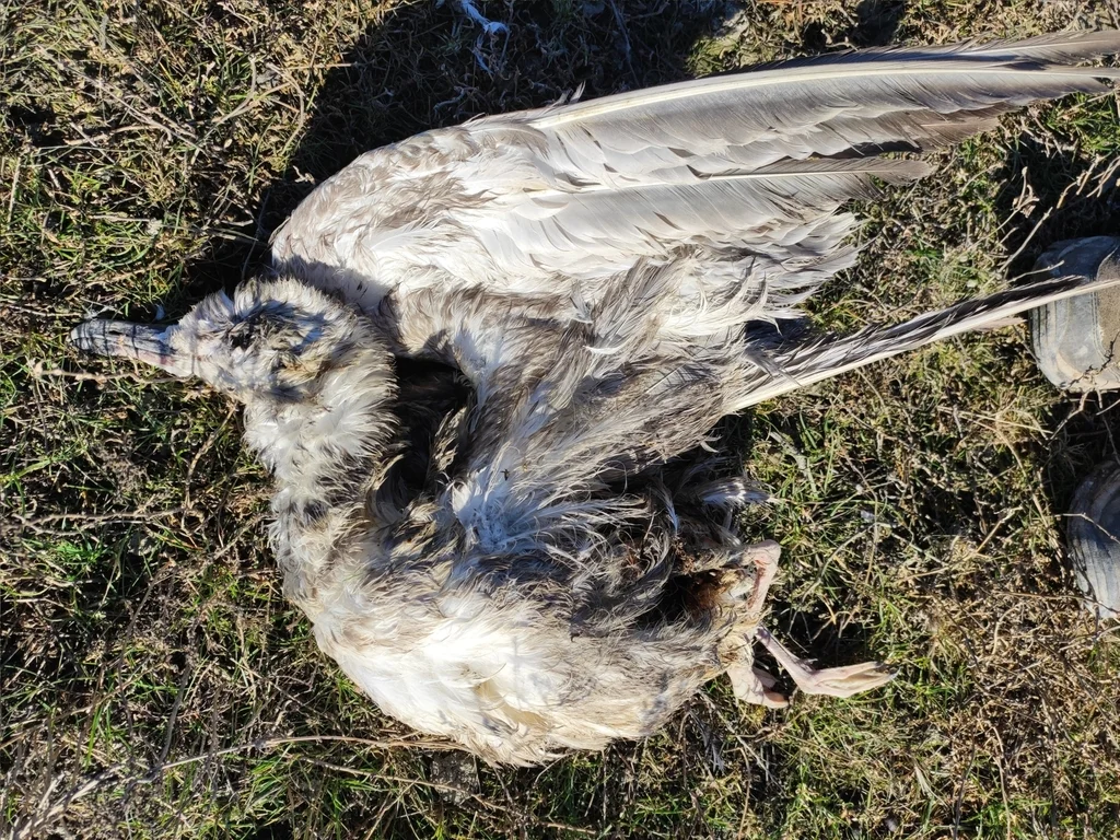 里海银鸥(Larus cachinnans)