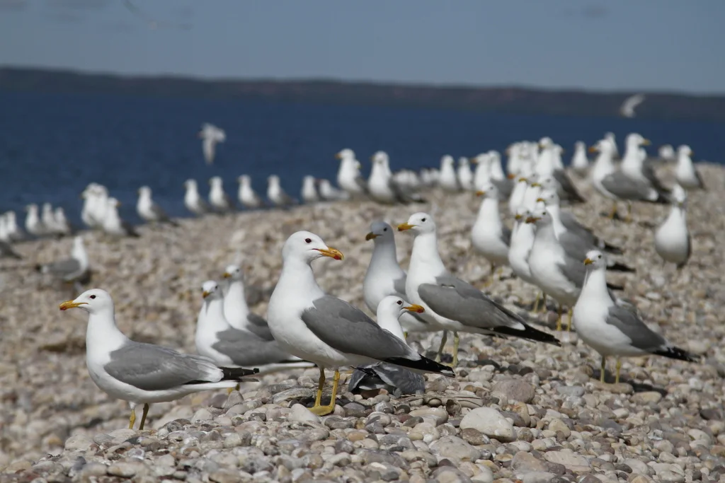 加州鸥(Larus californicus)