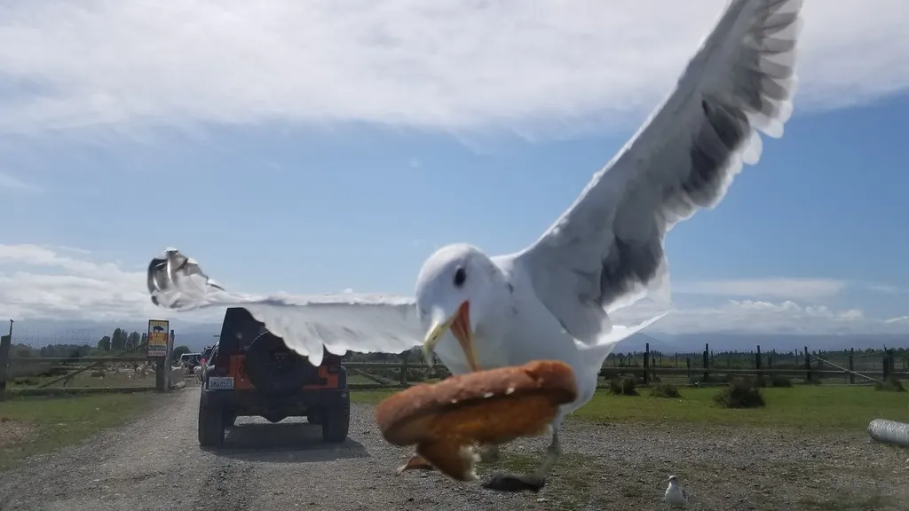 加州鸥(Larus californicus)