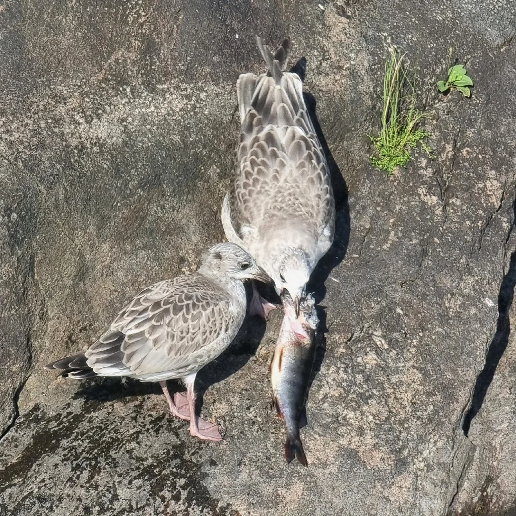 普通海鸥(Larus canus)