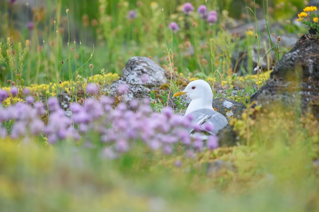 普通海鸥(Larus canus)