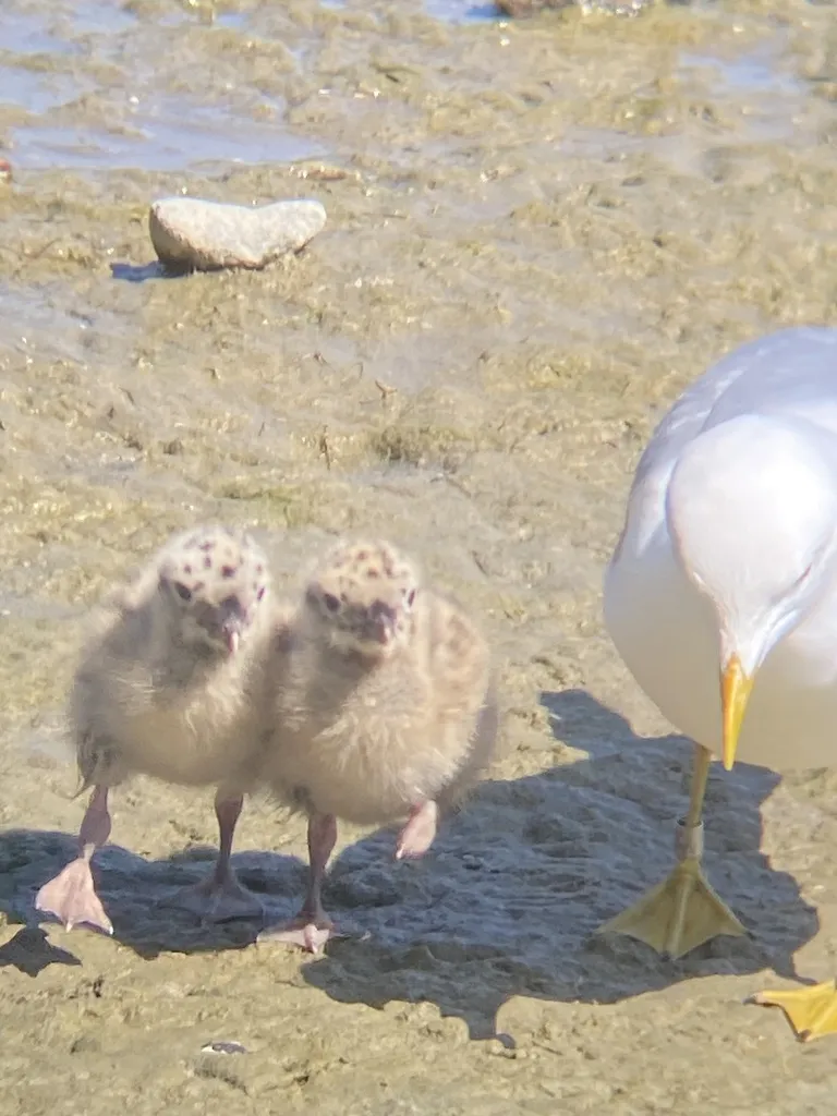 普通海鸥(Larus canus)