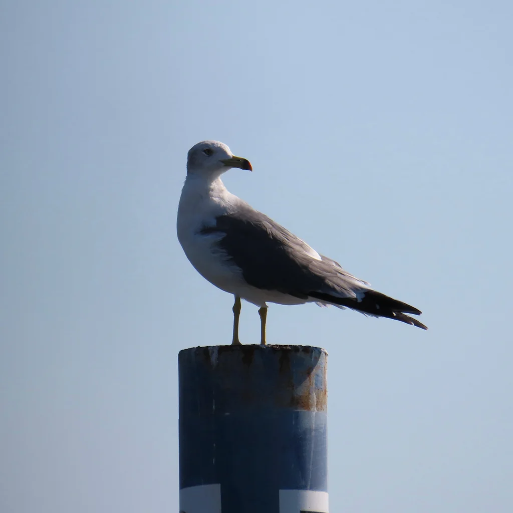 黑尾鸥（Larus crassirostris）