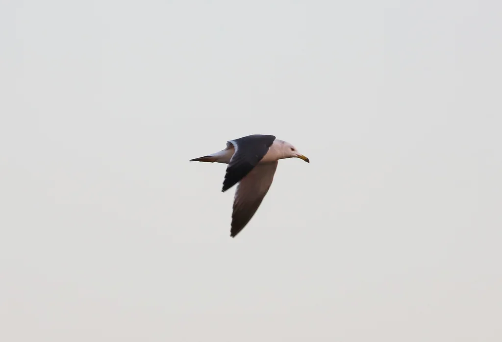 黑尾鸥（Larus crassirostris）