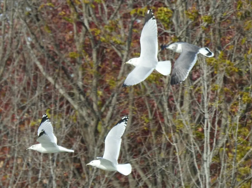 黑尾鸥（Larus crassirostris）