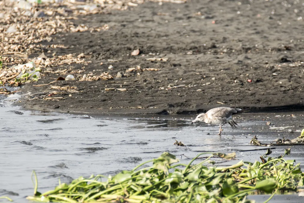 黑尾鸥（Larus crassirostris）