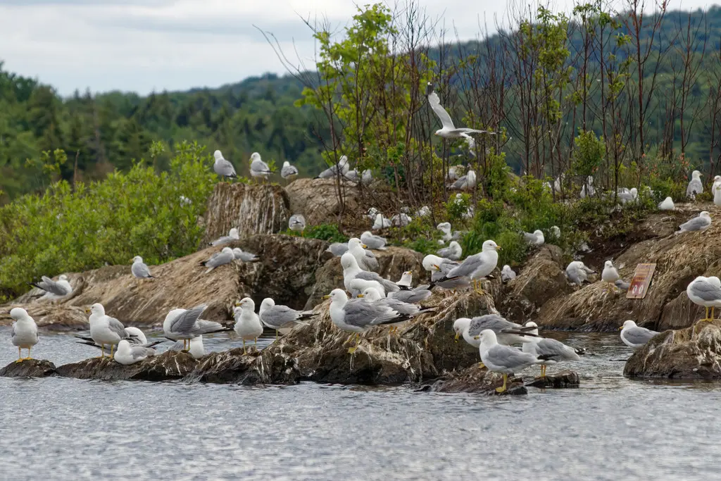 环嘴鸥(Larus delawarensis)