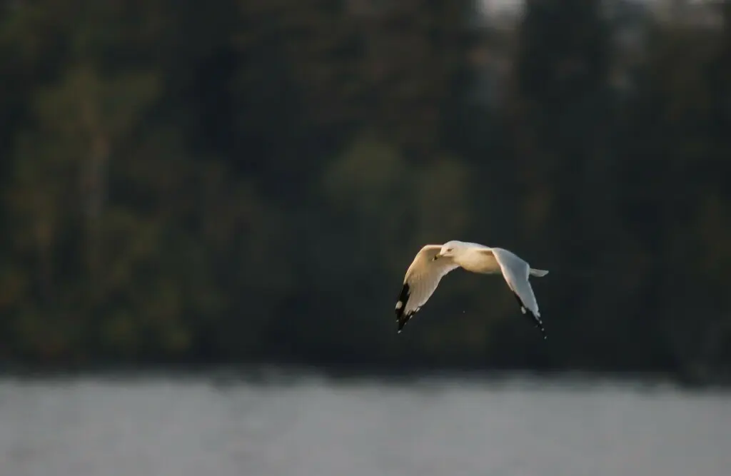 环嘴鸥(Larus delawarensis)