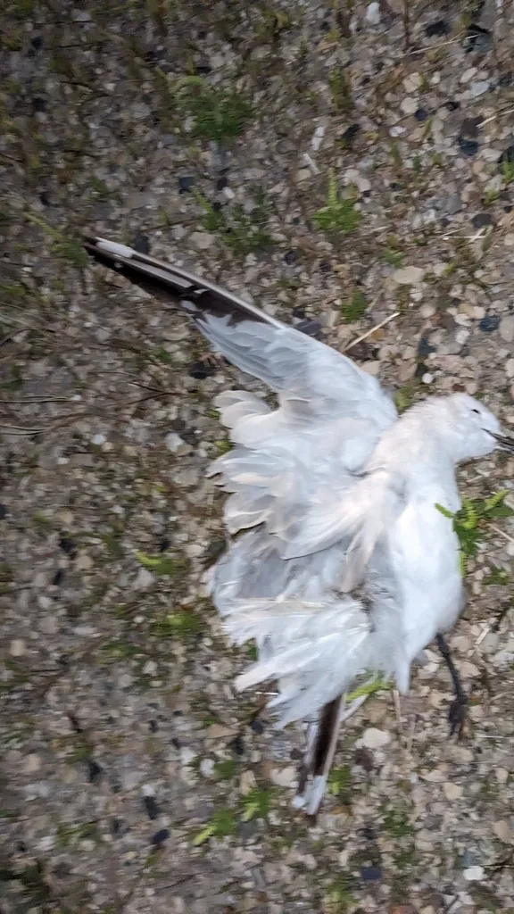 环嘴鸥(Larus delawarensis)