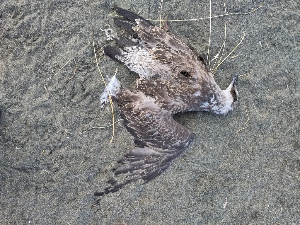 黑背鸥(Larus dominicanus)