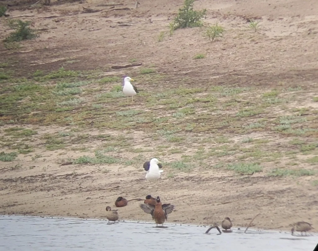 黑背鸥(Larus dominicanus)