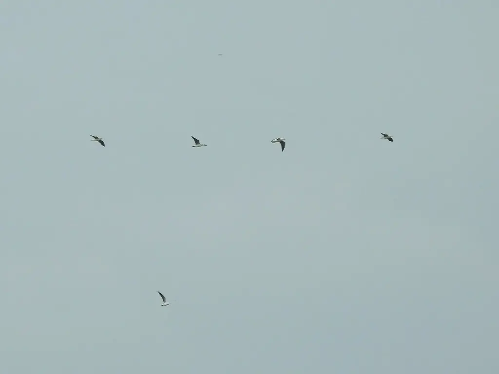 黑背鸥(Larus dominicanus)
