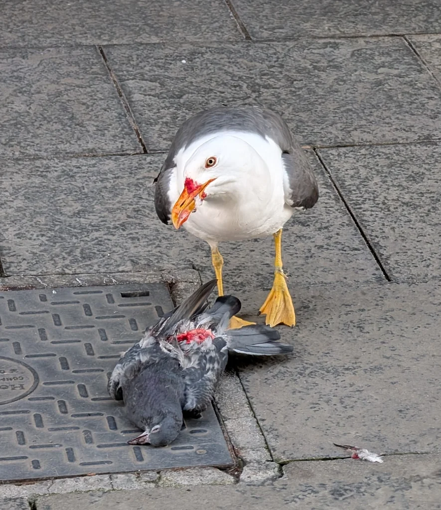 小黑背鸥(Larus fuscus)