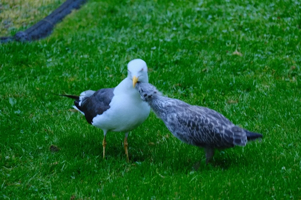 小黑背鸥(Larus fuscus)