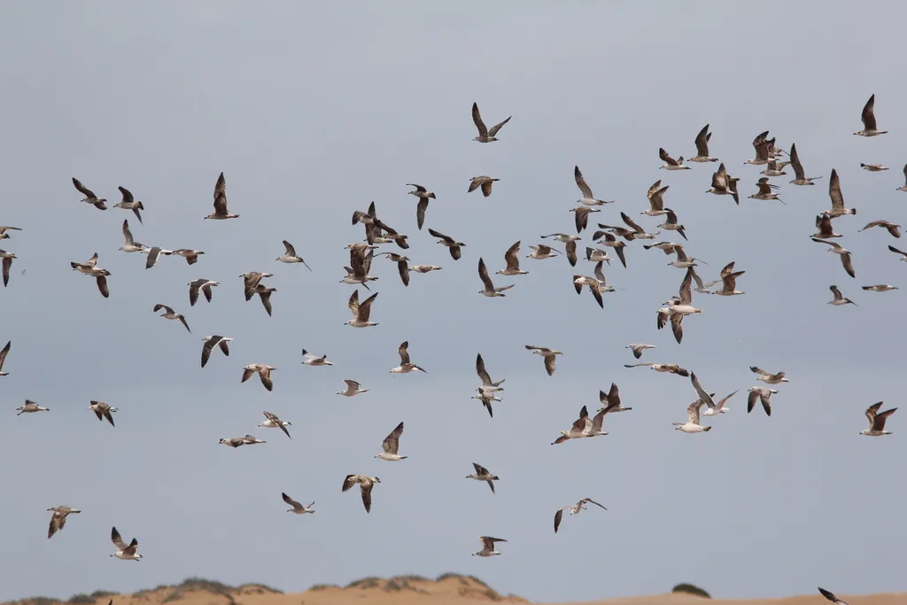 小黑背鸥(Larus fuscus)