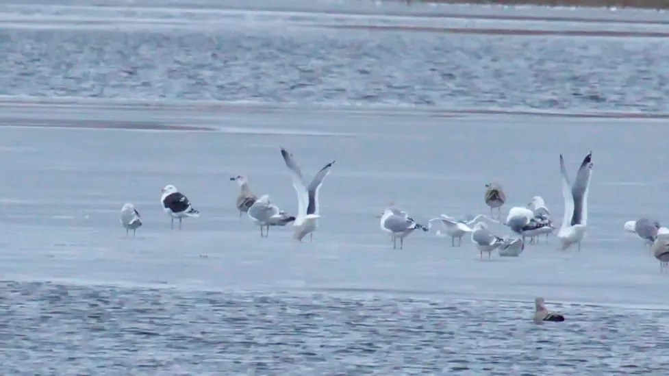 小黑背鸥(Larus fuscus)