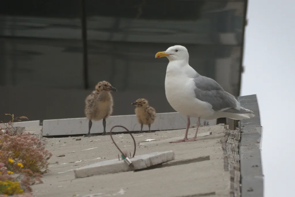 灰翅鸥(Larus glaucescens)