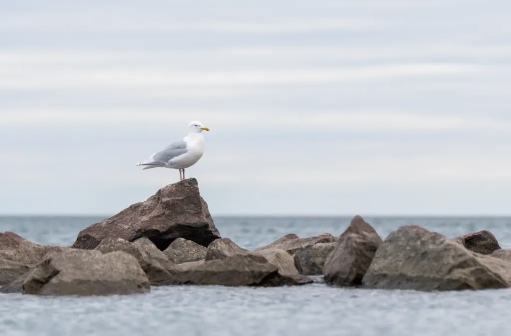 冰岛鸥(Larus glaucoides)