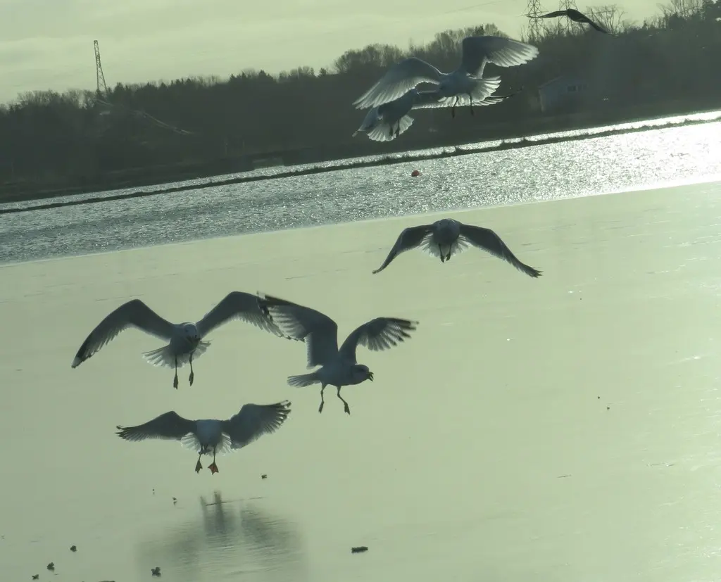 冰岛鸥(Larus glaucoides)