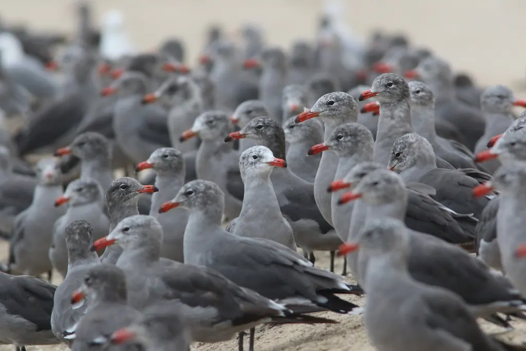 红嘴灰鸥(Larus heermanni)