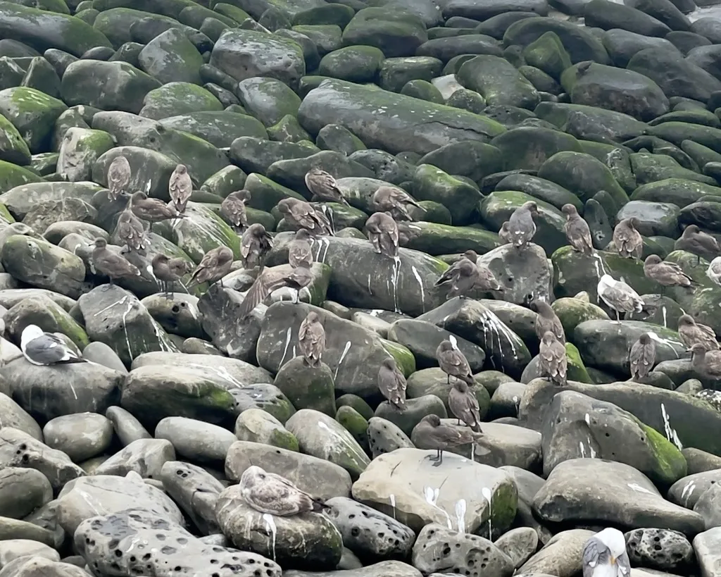 红嘴灰鸥(Larus heermanni)