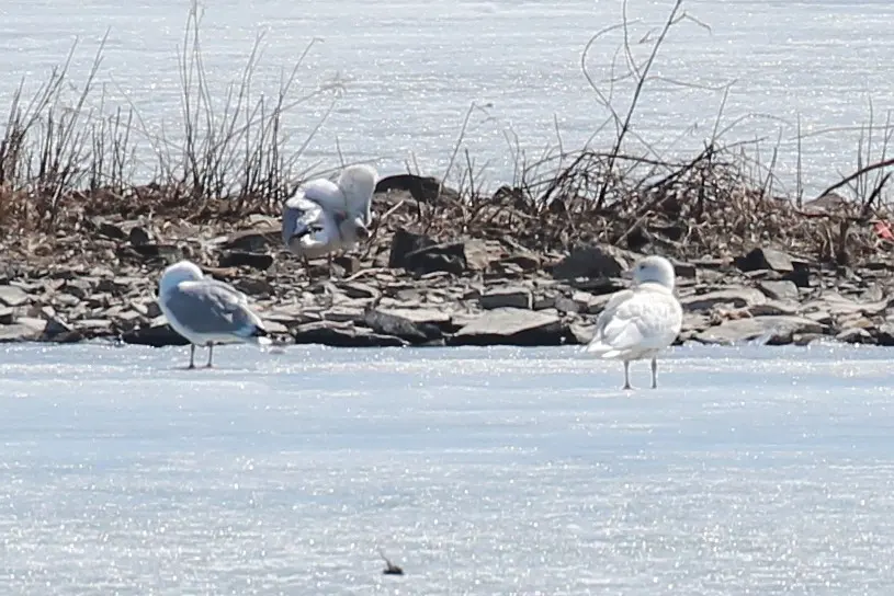 北极鸥(Larus hyperboreus)