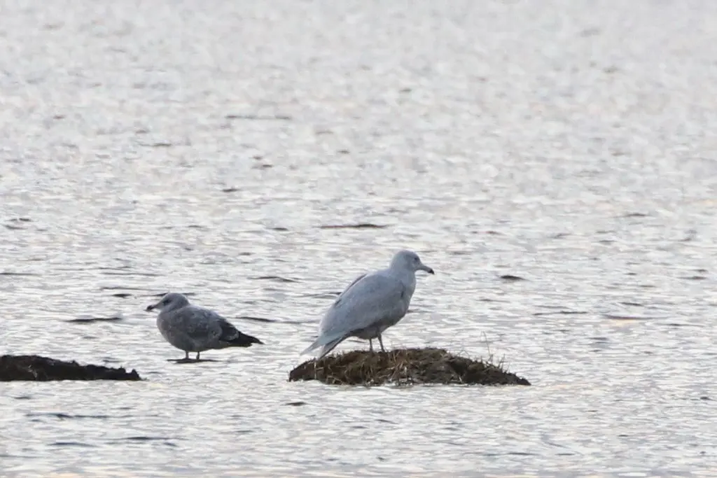 北极鸥(Larus hyperboreus)