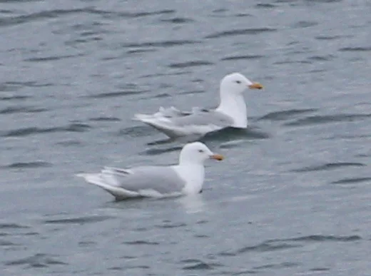 北极鸥(Larus hyperboreus)