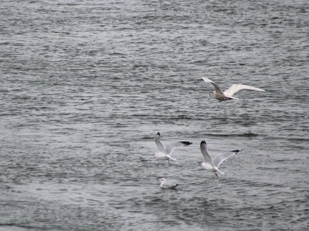北极鸥(Larus hyperboreus)